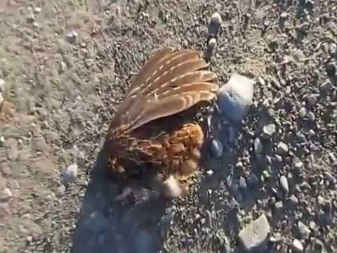 Grouse remains & a Raven's breakfast