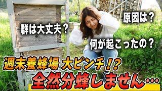 週末養蜂場大ピンチ！？分蜂しません・・・