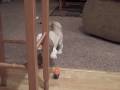 Gracie Plays Dreidel 2008
