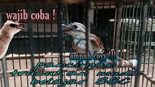 Download lagu Pancingan trucukan muda || Trucuk muda Belajar BBC (borak barik cikrok ) mp3