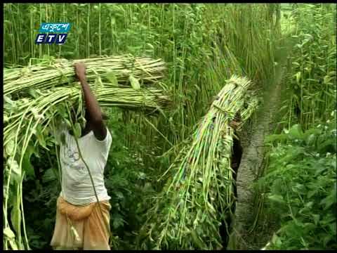 মেহেরপুরে পাটের ভাল ফলন হলেও পর্যাপ্ত পানির অভাবে জাগ দেয়া যাচ্ছে না