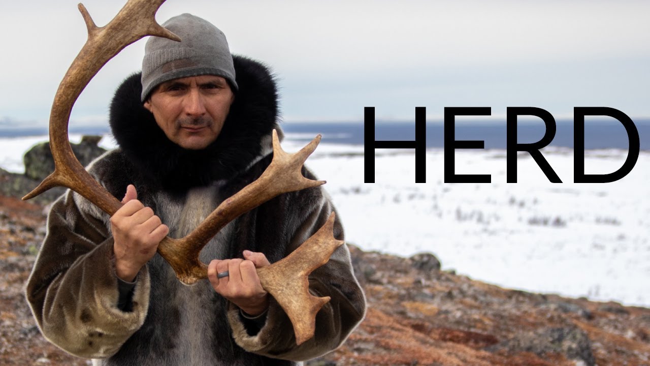 Herd: Inuit Voices on Caribou