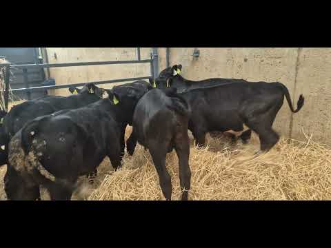 10 Aberdeen Angus starter bulls for sale - Image 2