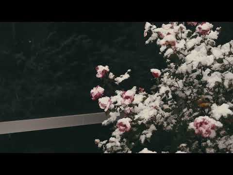 #flowers   4K Blooming Flowers with Relaxing Piano Melodies & Nature Sounds