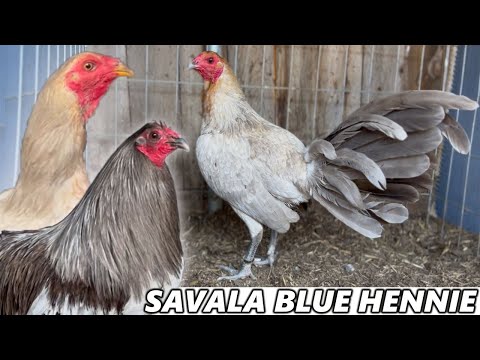 Pure Rk Blue Mug Chocolate Hennie SAVALA FOWL Beautiful Birds