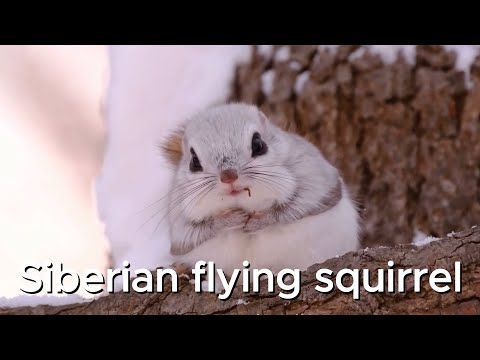 Meet the Flying Squirrel: A Day in the Life of the Cutest Tree-Dweller