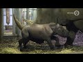 Beschuit met muisjes in Burgers' Zoo, neushoorntje geboren