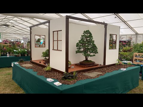 Hampton Court flower show 2022 Bonsai exhibit for FOBBS created by Sutton Bonsai club