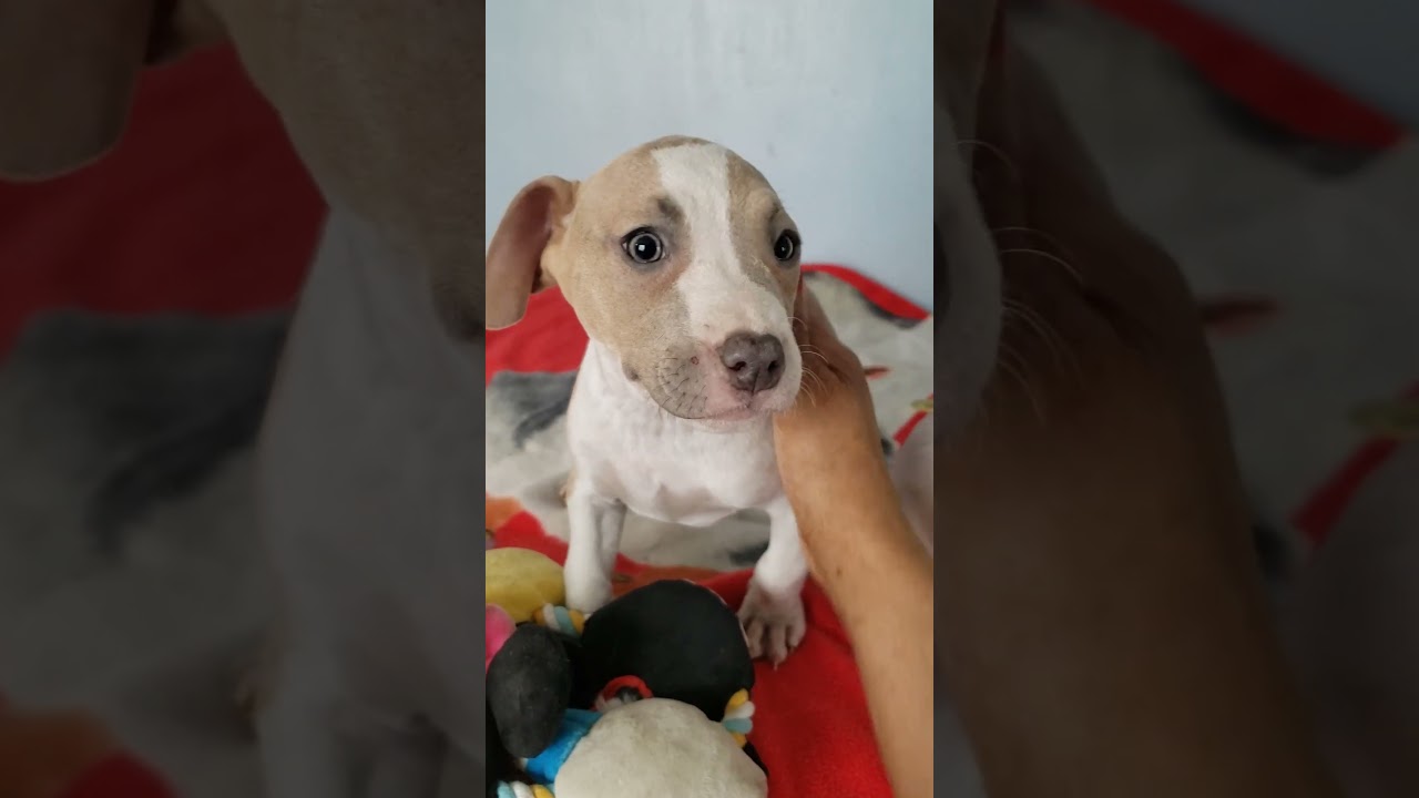 Enlarge Brie, an adopted mixed breed in Detroit, MI video 2/6