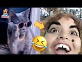 Best Funny Videos 2023 | Human vs Animal | Part 78