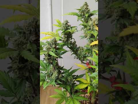 🚀🍊 Jet Fuel Mandarine XL Auto by Sweet Seeds #cannabiscontent #cannabisdaily #growerscommunity