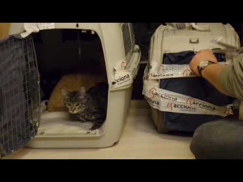 Die Ankunft der fünf Mallorca Kitten