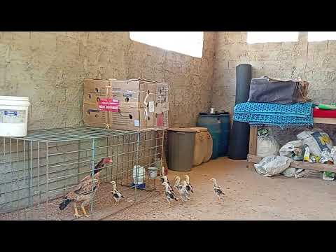 Chácara  1 Hectare VALOR 700.000 3 KM DO CERTO DE ARAGOIÂNIA GO 25 DE GOIÂNIA COM CASA ESCRITURADA 
