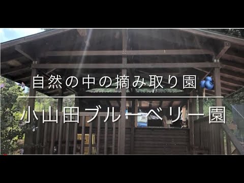 町田でブルーベリーの摘み取りが楽しめる　～小山田ブルーベリー園～