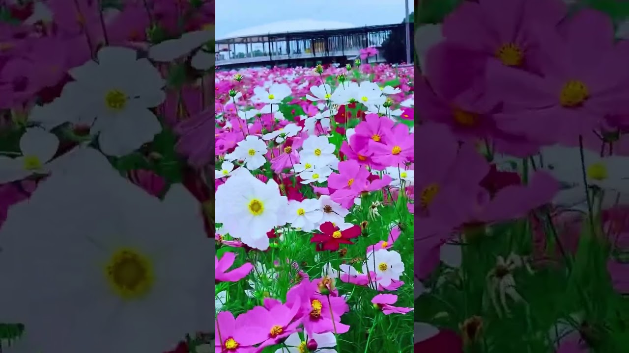 Cánh bướm mùa thu #vietkieunhatban