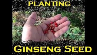 How to Plant Fresh Ginseng Seeds