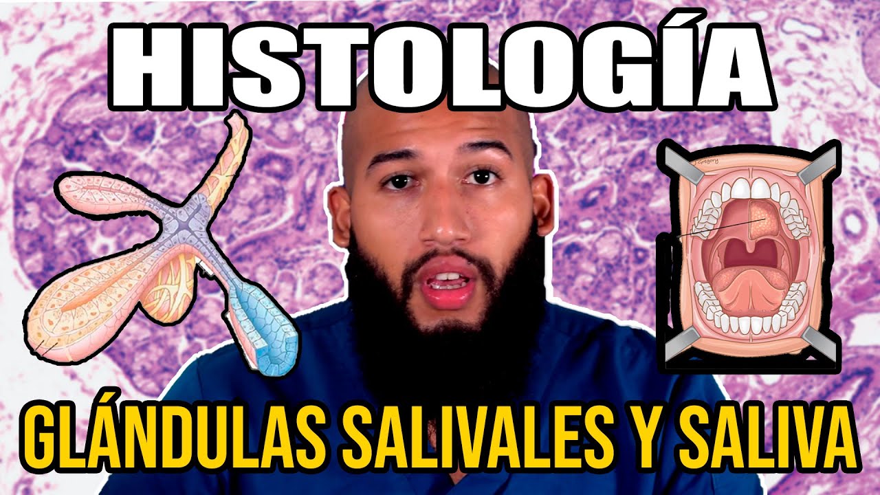 Histología - Glándulas SALIVALES y SALIVA (Funciones, Composición, Conductos Excretores)