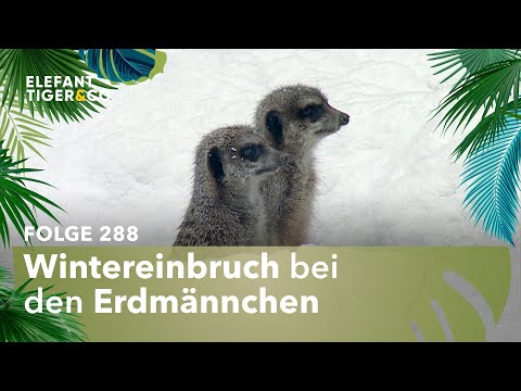 Große Sorge um die Leipziger Erdmännchen (Folge 288) | Elefant, Tiger & Co. | MDR