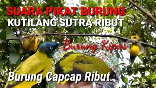 Download lagu Suara Pikat Burung Kutilang Sutra (Burung capcap/kipas) Ribut mp3 Download lagu Suara Pikat Burung Kutilang Sutra (Burung capcap/kipas) Ribut mp3