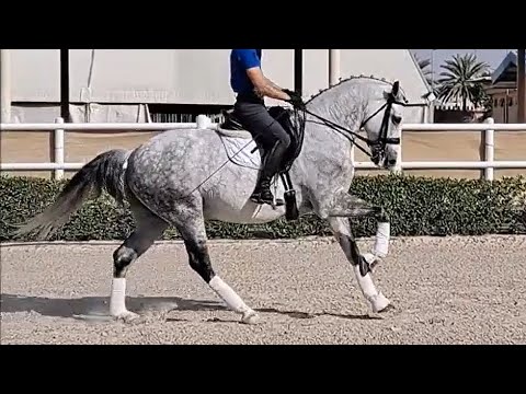 **SOLD** TOP GP - CDE (Kwpn x Lusitano) Gelding 2011 - 1,62 cm (#MP583)