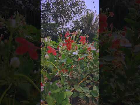 #music #summertimesadness #love #flowers