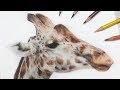 How To Draw a Giraffe with Colored Pencil