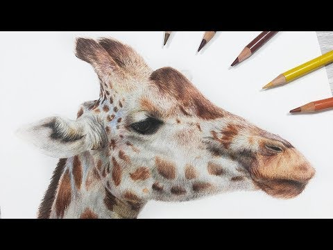 How To Draw a Giraffe with Colored Pencil - YouTube
