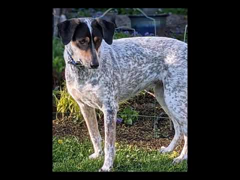 Molly, an adopted Cattle Dog Mix in Rochester, NY_image-1