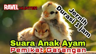 Download lagu Suara Anak Ayam Pemikat Garangan. JERNIH !!! Durasi 1 jam mp3 Download lagu Suara Anak Ayam Pemikat Garangan. JERNIH !!! Durasi 1 jam mp3