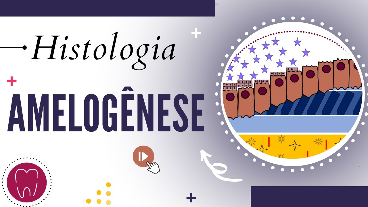 AMELOGÊNESE | FORMAÇÃO DO ESMALTE DENTÁRIO