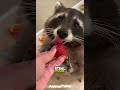 Raccoons Are Smarter Than You Think! 🧠🦝
