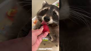 Raccoons Are Smarter Than You Think! 🧠🦝