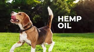 Natural Hemp Oil for Pets | King Kanine Wellness