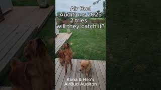 Download lagu Air Bud Auditions 2025 | Epic Dog Basketball Fail 🐶🐾😂🏀 #goldenretriever #airbud #shorts #fail mp3