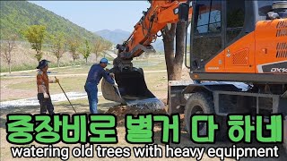포크레인 중장비로 고목 옮겨 물주기 a giant tree transplant