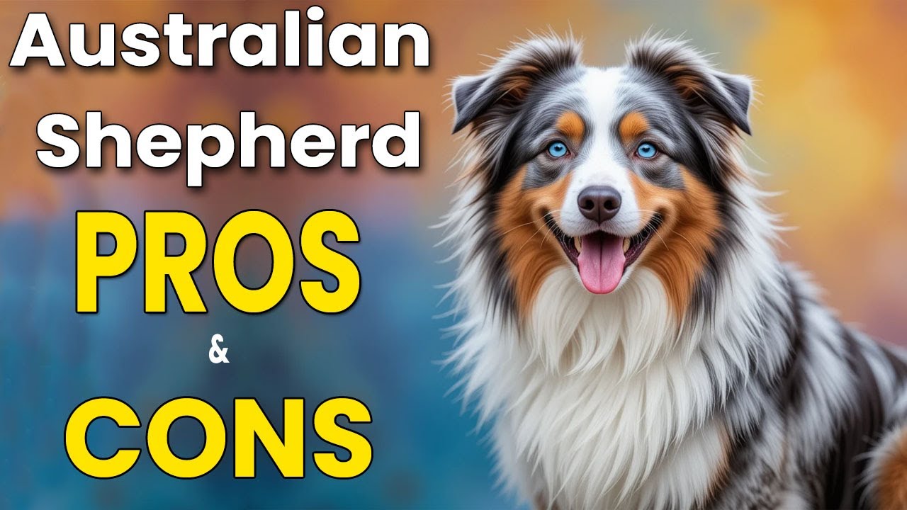 Australian Shepherd Pros and Cons | Is This Fluffy Genius Right for You? #aussie