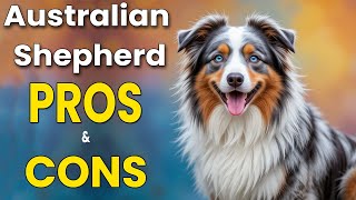 Australian Shepherd Pros and Cons | Is This Fluffy Genius Right for You #aussie