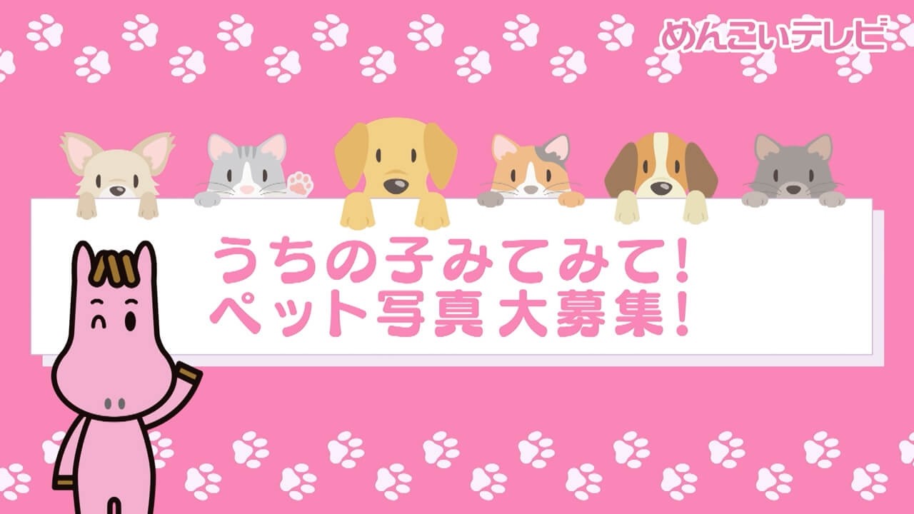 mit うちの子みてみて！ペット写真大募集！