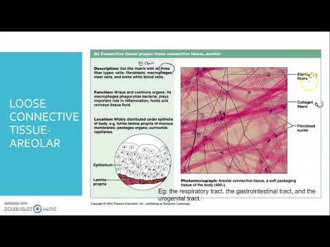 Animal Tissues (PART 2)
