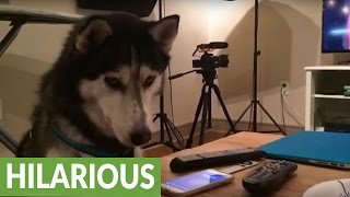 4 New Gifted Bees Goodbye 6 Billion Honey Bee Swarm Simulator - husky extremely fascinated by siri