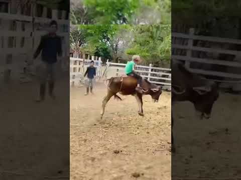 Niño de Oro // 7 años de edad  gran jinete #viral #tiktok #fypシ #jaripeo #ganaderias #niño #top #diy