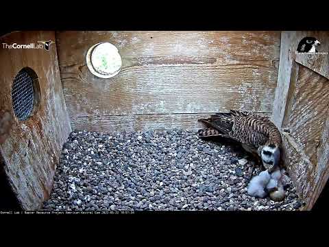 Newly Hatched Fourth Chick at the Wisconsin Kestrel Cam Makes Its First Appearance | May 22, 2022