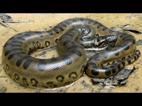 download lagu mp3 mp4 Sucri, download lagu Sucri gratis, unduh video klip Sucri