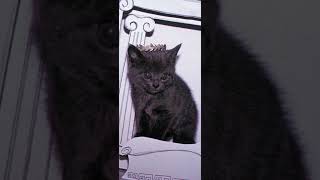 Me And My Madness - Heavenly (best part looped) #12