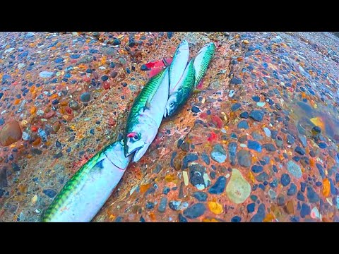 Caught a Load of Mackerel in One Cast! Watch How I Landed This Fish!