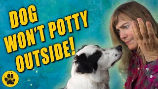 Potty Train Rescue Dog - Dog Won