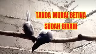 Download lagu TANDA MURAI BETINA SUDAH SIAP BIRAHI mp3
