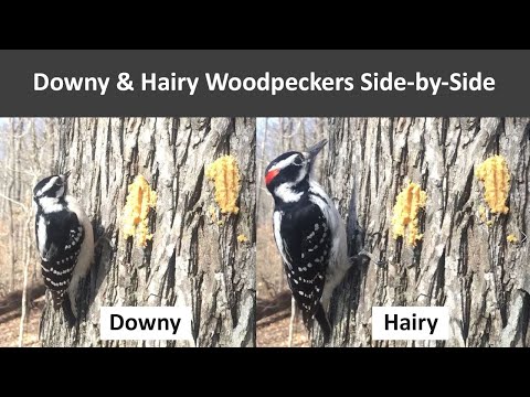 Downy & Hairy Woodpeckers Side-by-Side Comparison Video & ID Tips
