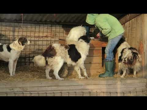 4 von den 7 Schäfern - Camille, Arafin, Nooshin + Mihn