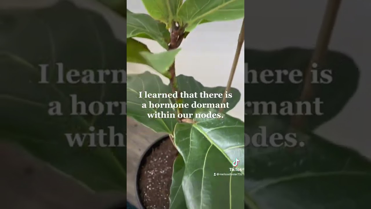 Notching; This #Tutorial Is 1 of The Best Methods To Encourage New Leaves/Branches On Your Fiddle!